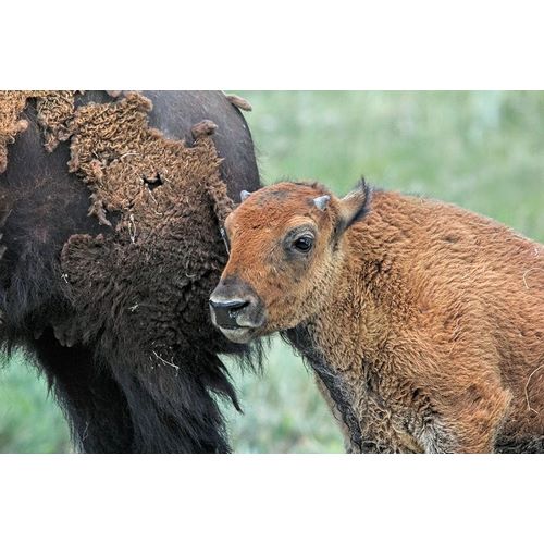 Schell, Jennie Marie 아티스트의 Buffalo Bison and Calf작품입니다.
