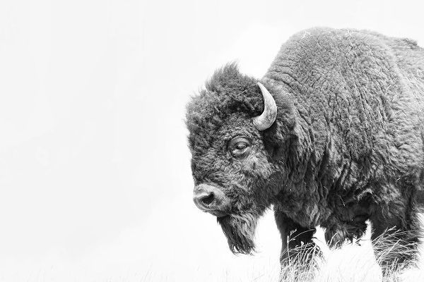 Schell, Jennie Marie 아티스트의 Buffalo Bison Black and White작품입니다.