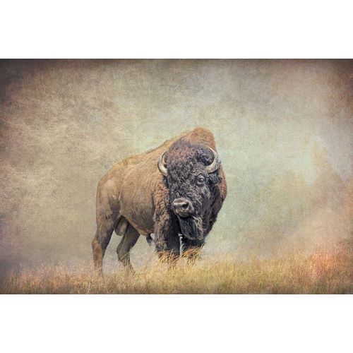 Schell, Jennie Marie 아티스트의 Buffalo Bison on Hill작품입니다.