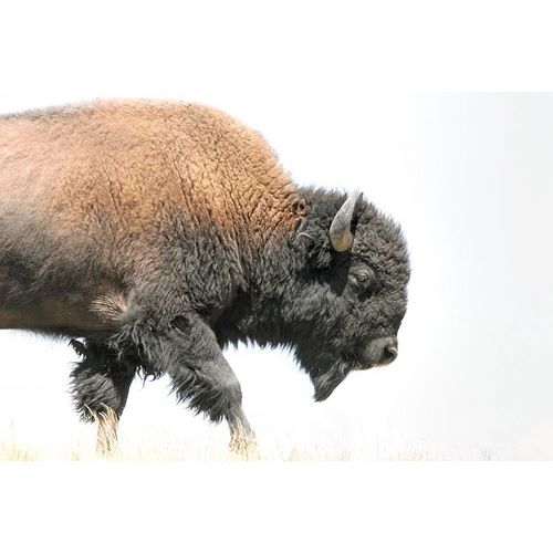 Schell, Jennie Marie 아티스트의 Buffalo Bison Walk작품입니다.