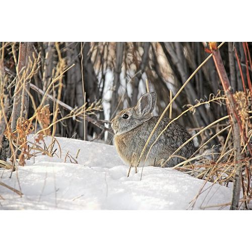 Schell, Jennie Marie 아티스트의 Cottontail Rabbit in Snow 1작품입니다.
