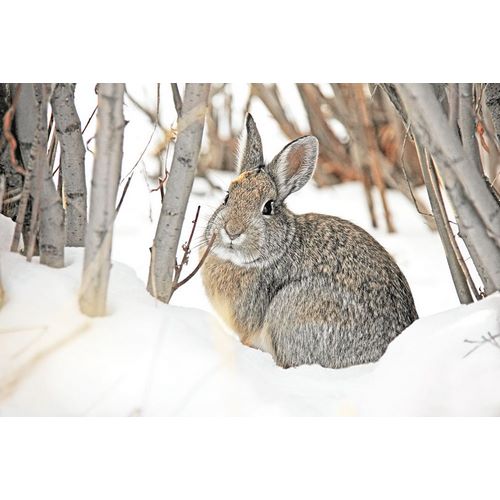 Schell, Jennie Marie 아티스트의 Cottontail Rabbit in Snow 2작품입니다.