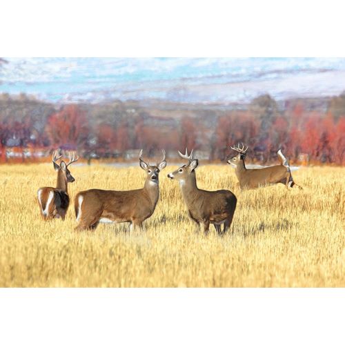 Schell, Jennie Marie 아티스트의 Deer Bucks in Autumn Field작품입니다.