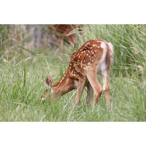 Schell, Jennie Marie 아티스트의 Deer Fawn Eating Spring Grass작품입니다.
