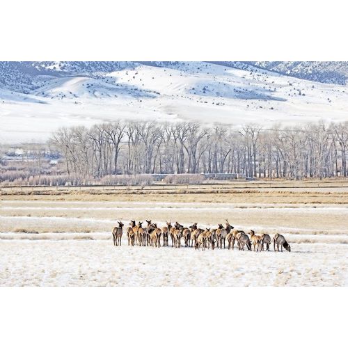 Schell, Jennie Marie 아티스트의 Elk Herd in Winter Landscape작품입니다.