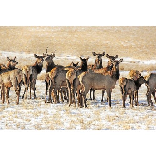 Schell, Jennie Marie 아티스트의 Elk Herd in Winter작품입니다.