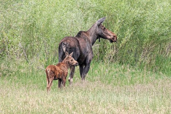 Schell, Jennie Marie 아티스트의 Moose and Baby Calf작품입니다.