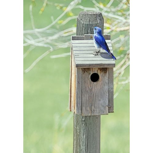 Schell, Jennie Marie 아티스트의 Nesting Box with Bluebird작품입니다.
