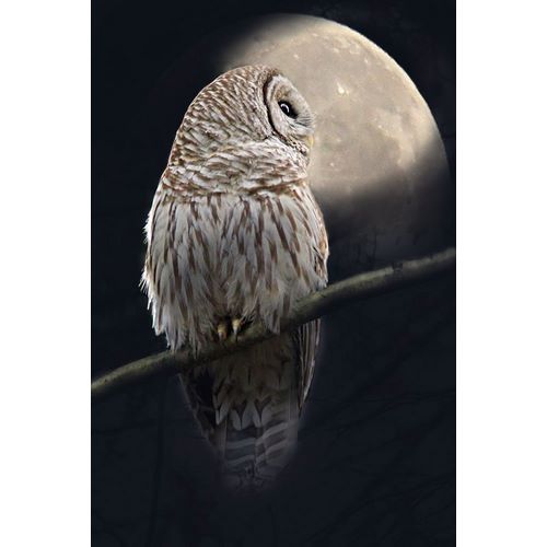 Schell, Jennie Marie 아티스트의 Owl and Moon작품입니다.