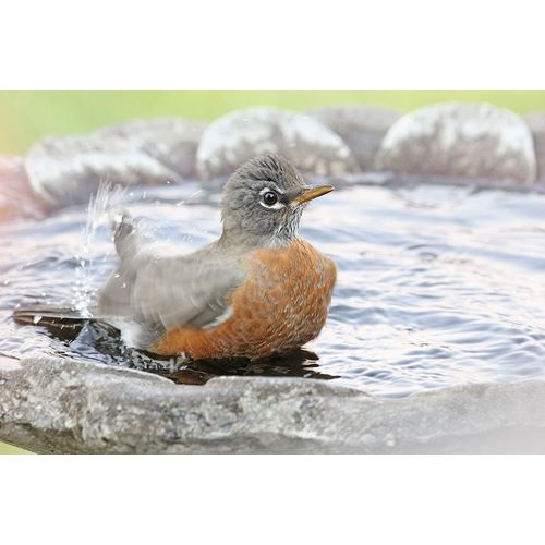 Schell, Jennie Marie 아티스트의 Robin in Bird Bath작품입니다.