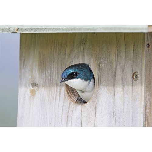 Schell, Jennie Marie 아티스트의 Tree Swallow Bird in Nesting Box작품입니다.