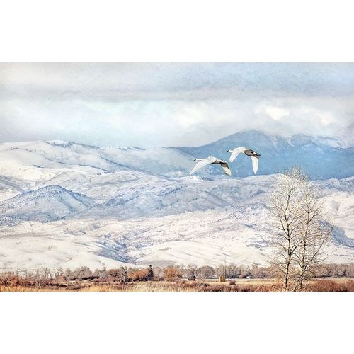 Schell, Jennie Marie 아티스트의 Trumpeter Swans Winter Flight작품입니다.