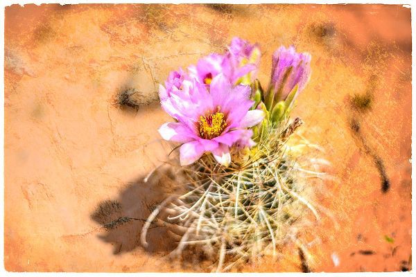 LightBoxJournal 아티스트의 Desert Flower 4작품입니다.