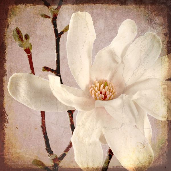 LightBoxJournal 아티스트의 Paper Magnolia Closeup작품입니다.