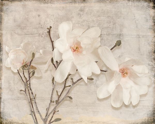 LightBoxJournal 아티스트의 Spring Magnolia작품입니다.