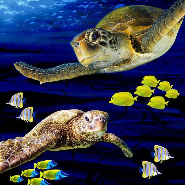LightBoxJournal 아티스트의 Sea Creatures_Turtle 2작품입니다.