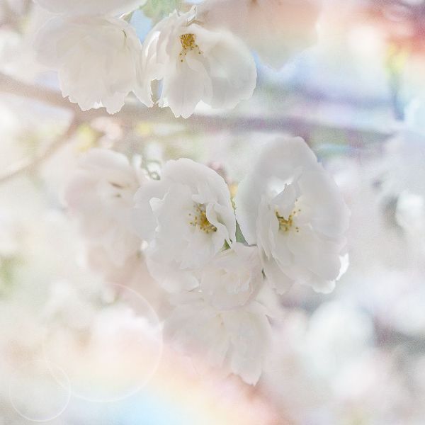 LightBoxJournal 아티스트의 Apple Blossoms 01작품입니다.