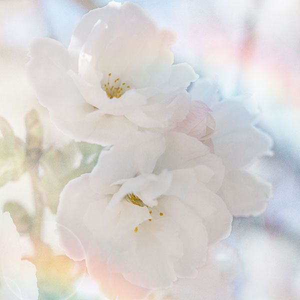 LightBoxJournal 아티스트의 Apple Blossoms 02작품입니다.