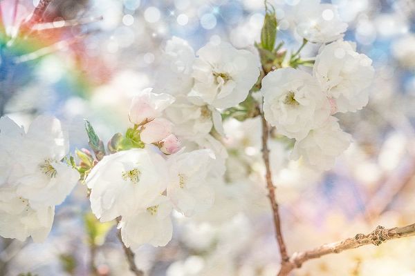 LightBoxJournal 아티스트의 White Spring Blossoms 01작품입니다.