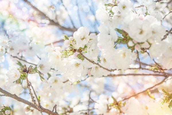LightBoxJournal 아티스트의 White Spring Blossoms 02작품입니다.