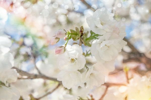 LightBoxJournal 아티스트의 White Spring Blossoms 03작품입니다.