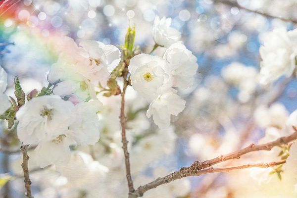 LightBoxJournal 아티스트의 White Spring Blossoms 07작품입니다.