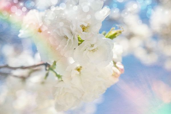 LightBoxJournal 아티스트의 White Spring Blossoms 08작품입니다.