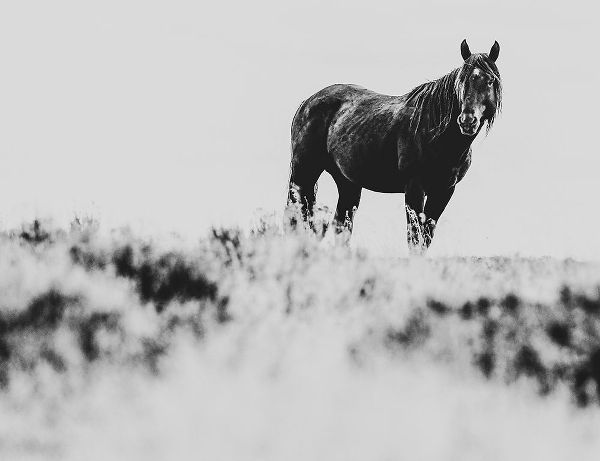 LightBoxJournal 아티스트의 Wild Horses of the Great Basin 01작품입니다.