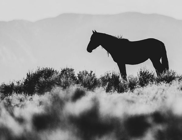 LightBoxJournal 아티스트의 Wild Horses of the Great Basin 02작품입니다.
