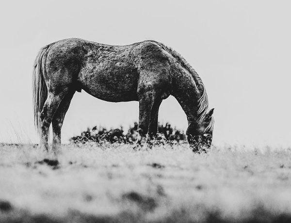 LightBoxJournal 아티스트의 Wild Horses of the Great Basin 03작품입니다.