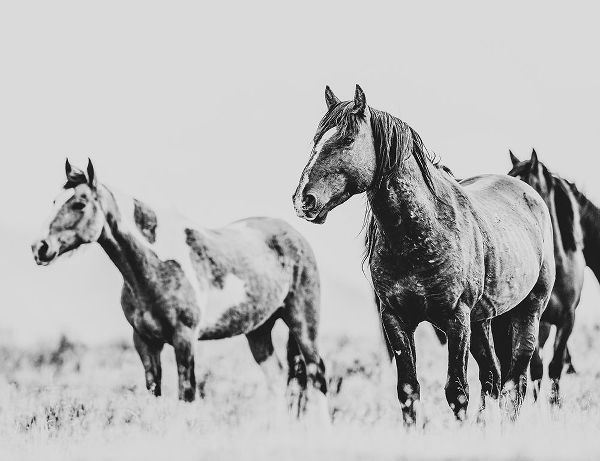 LightBoxJournal 아티스트의 Wild Horses of the Great Basin 04작품입니다.