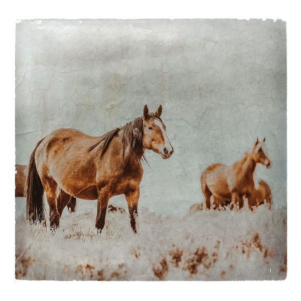 LightBoxJournal 아티스트의 Wild Horses of the Great Basin Lomography 01작품입니다.