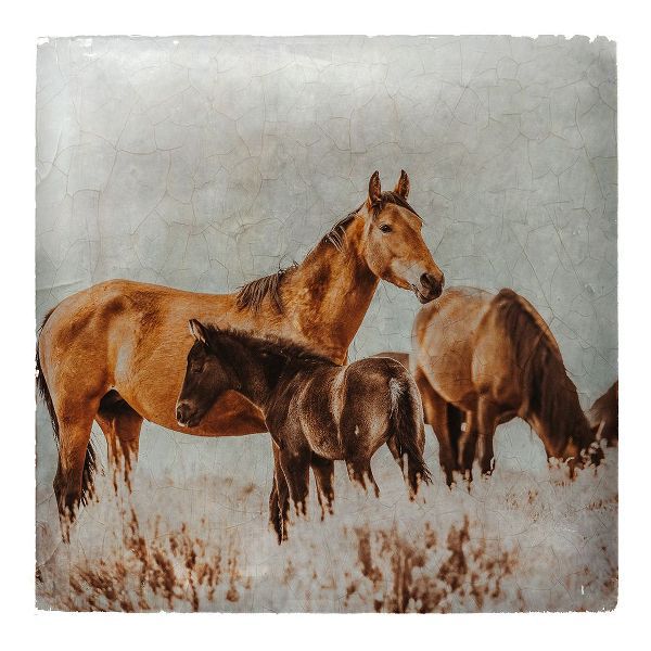 LightBoxJournal 아티스트의 Wild Horses of the Great Basin Lomography 02작품입니다.