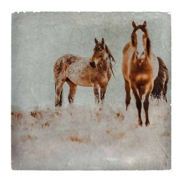 LightBoxJournal 아티스트의 Wild Horses of the Great Basin Lomography 03작품입니다.