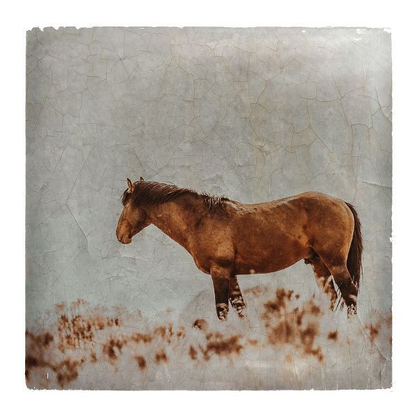 LightBoxJournal 아티스트의 Wild Horses of the Great Basin Lomography 05작품입니다.