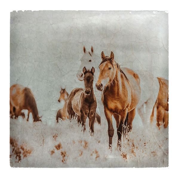 LightBoxJournal 아티스트의 Wild Horses of the Great Basin Lomography 06작품입니다.