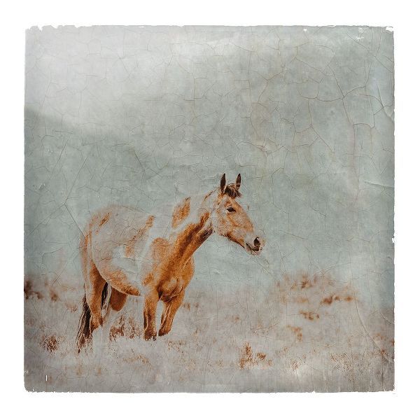 LightBoxJournal 아티스트의 Wild Horses of the Great Basin Lomography 07작품입니다.
