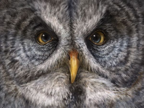 LaMontagne, Patrick 아티스트의 Great Grey Owl Totem작품입니다.
