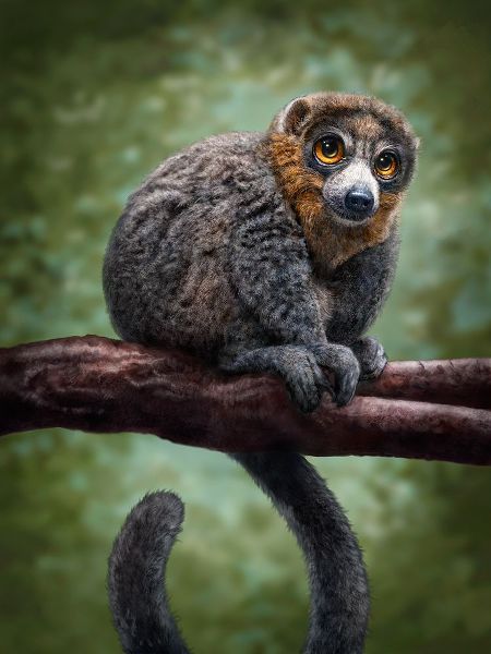 LaMontagne, Patrick 아티스트의 Mongoose Lemur Totem작품입니다.