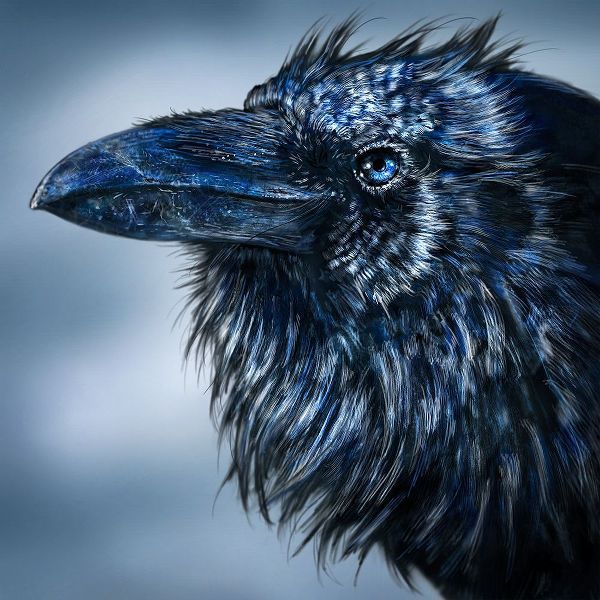 LaMontagne, Patrick 아티스트의 Blue Beak Raven작품입니다.