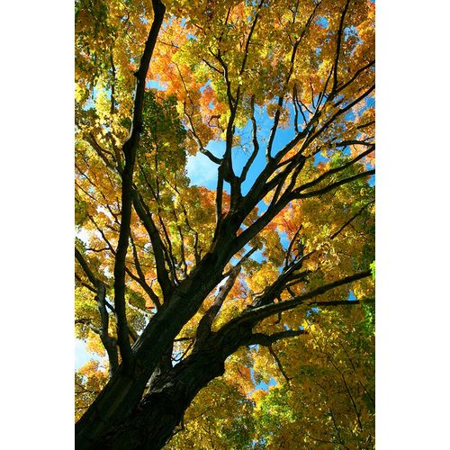 Goldwitz, Robert 아티스트의 Autumn Maple Vertical작품입니다.