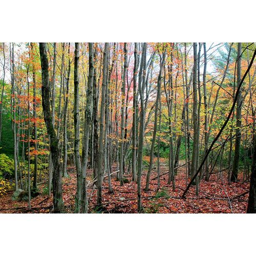 Goldwitz, Robert 아티스트의 Grey Tree Stand Autumn작품입니다.