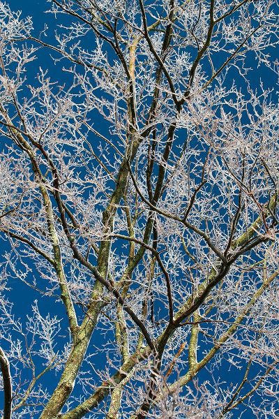 Goldwitz, Robert 아티스트의 Ice Storm Branches작품입니다.