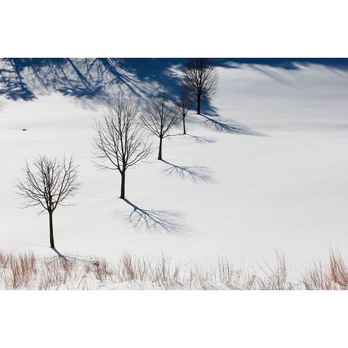 Goldwitz, Robert 아티스트의 Winter Field Silhouettes작품입니다.