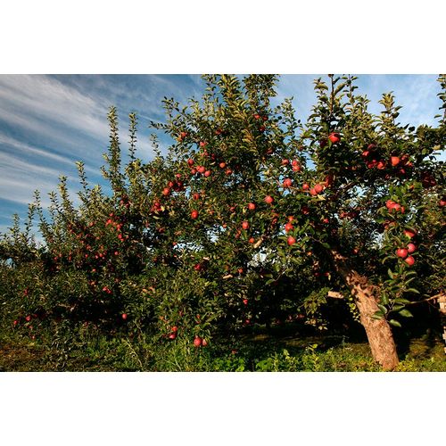 Goldwitz, Robert 아티스트의 Apple Orchard Streaked Sky작품입니다.