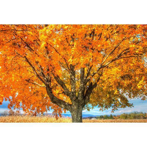 Goldwitz, Robert 아티스트의 Autumn Yellow Tree And Gunks작품입니다.