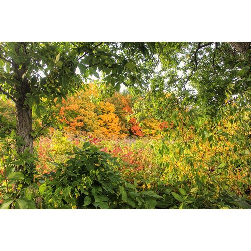 Goldwitz, Robert 아티스트의 Autumn Colors작품입니다.