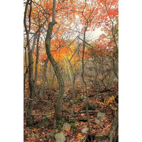 Goldwitz, Robert 아티스트의 Late Autumn Orange Vertical작품입니다.