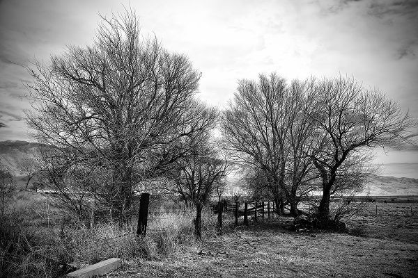 Susan Vizvary Photography 아티스트의 Trees Near A Fence작품입니다.