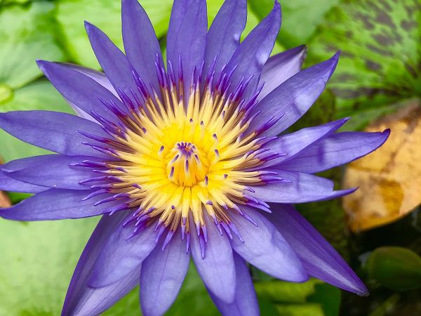 Susan Vizvary Photography 아티스트의 Purple Single Flower작품입니다.
